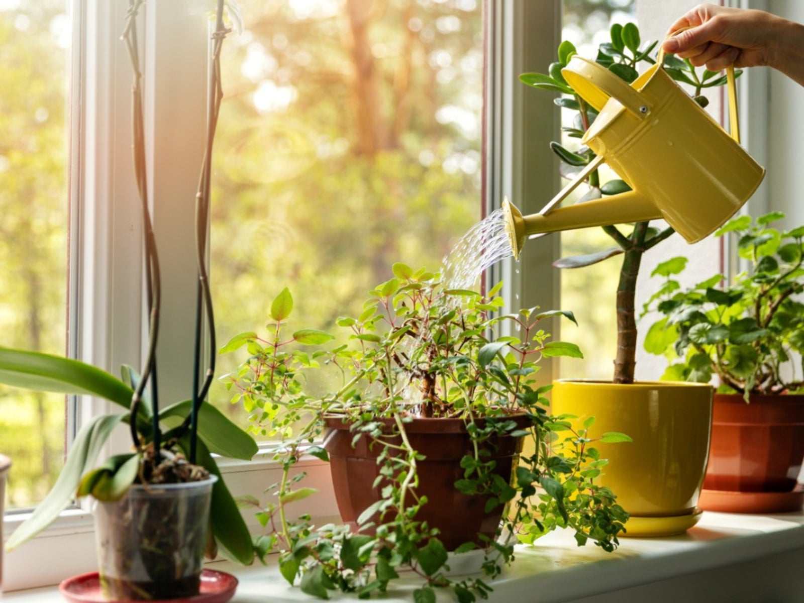 How to use your new vase watering can? Easy and simple steps for watering your happy plants.