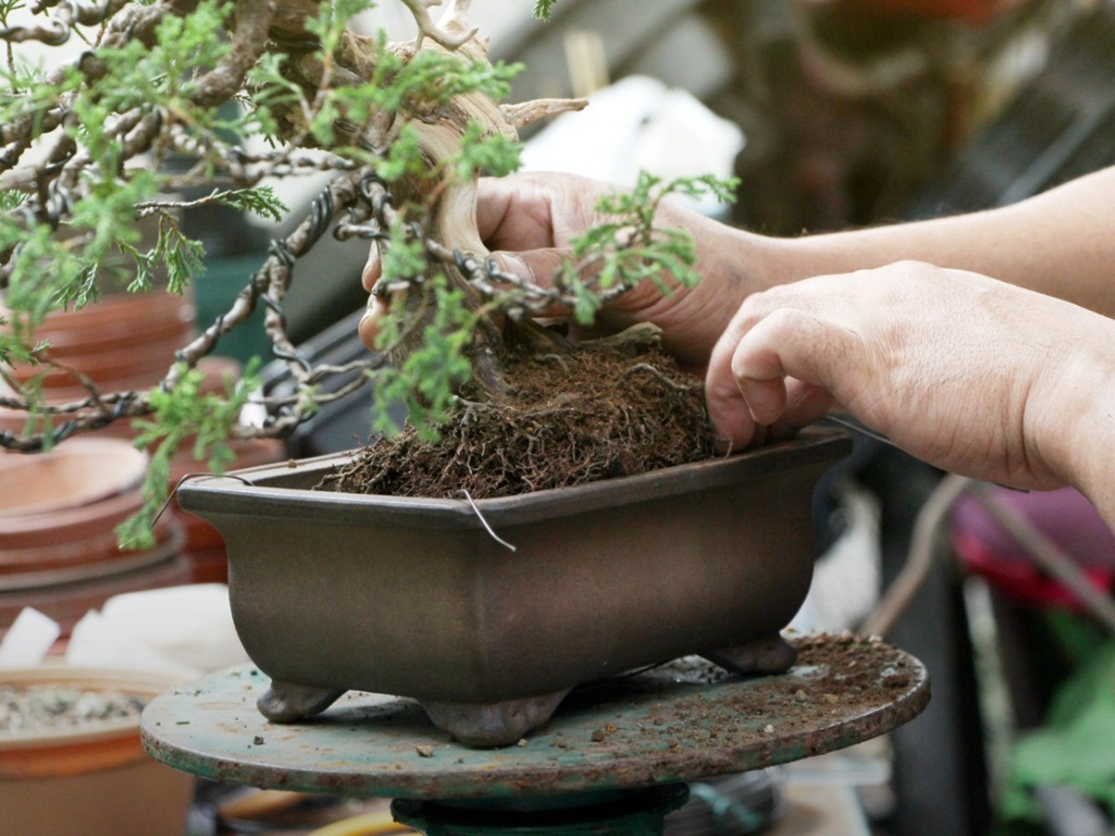 Want to repot bonsai correctly this time? (Get expert advice and avoid these mistakes)