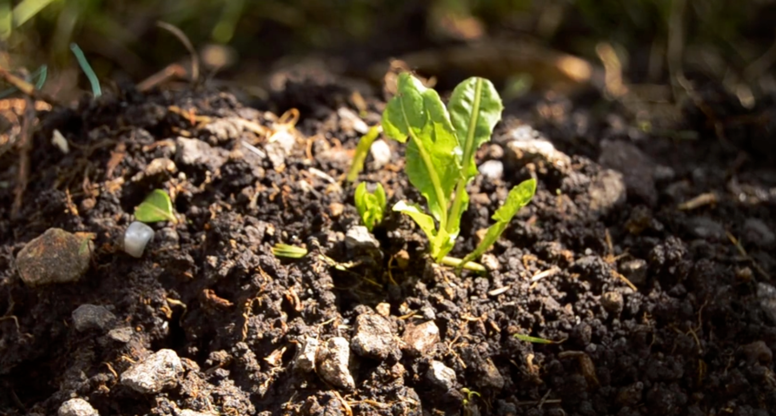 What is the best super soil recipe small batch? (Try this proven mix for plants)