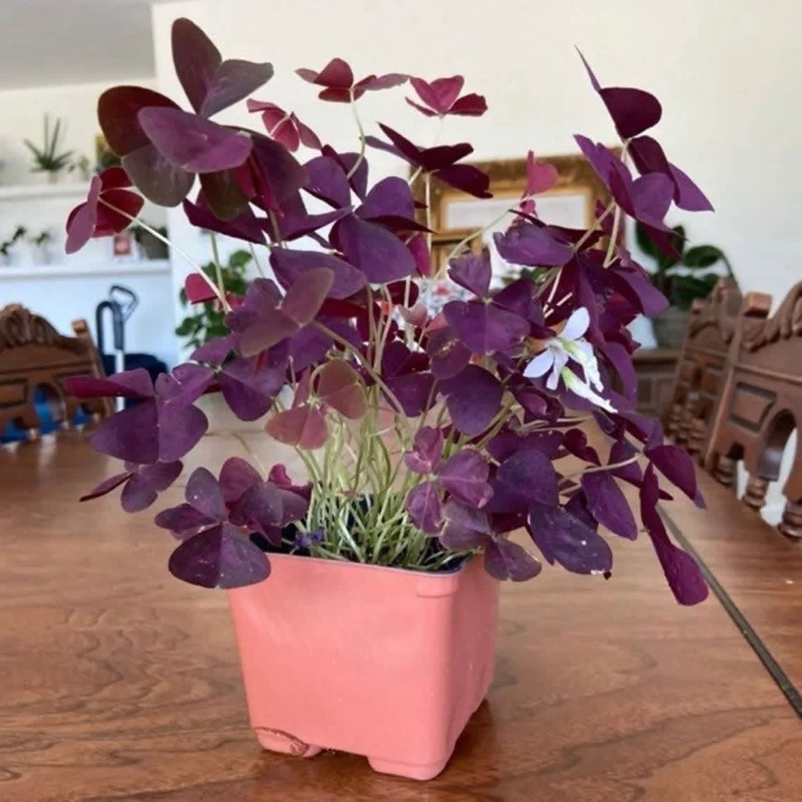 How to Care for a Purple Shamrock Plant (Unlock the Secrets to Long-Lasting Beauty and Easy Maintenance)