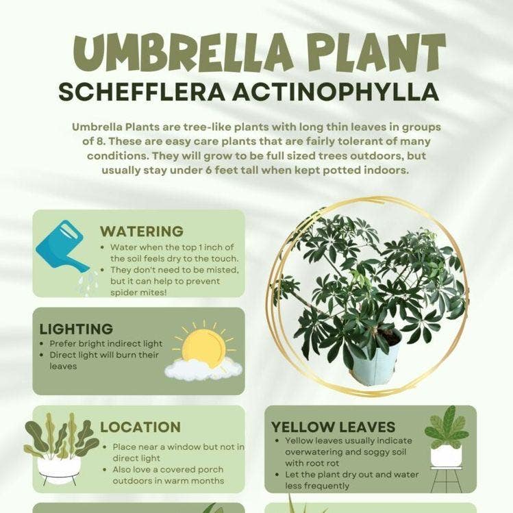 Need advice on how to care for an umbrella plant? Follow these simple steps to keep it thriving.