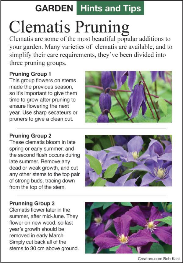 When should you prune for clematis care fall? (Timing your cuts right ensures more blooms next year)