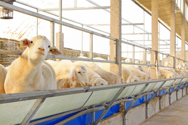 Preventing overeating disease in lambs: What are the simple steps every farmer can take now?