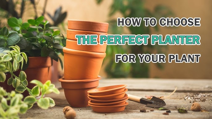 How to choose a flowerpot chrome (Easy tips for picking the perfect one for your plants)