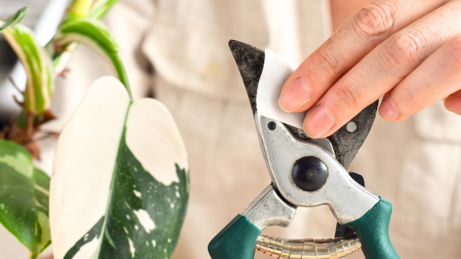 What tools do I need for pruning a philodendron? (Get the right stuff for a quick and easy job)