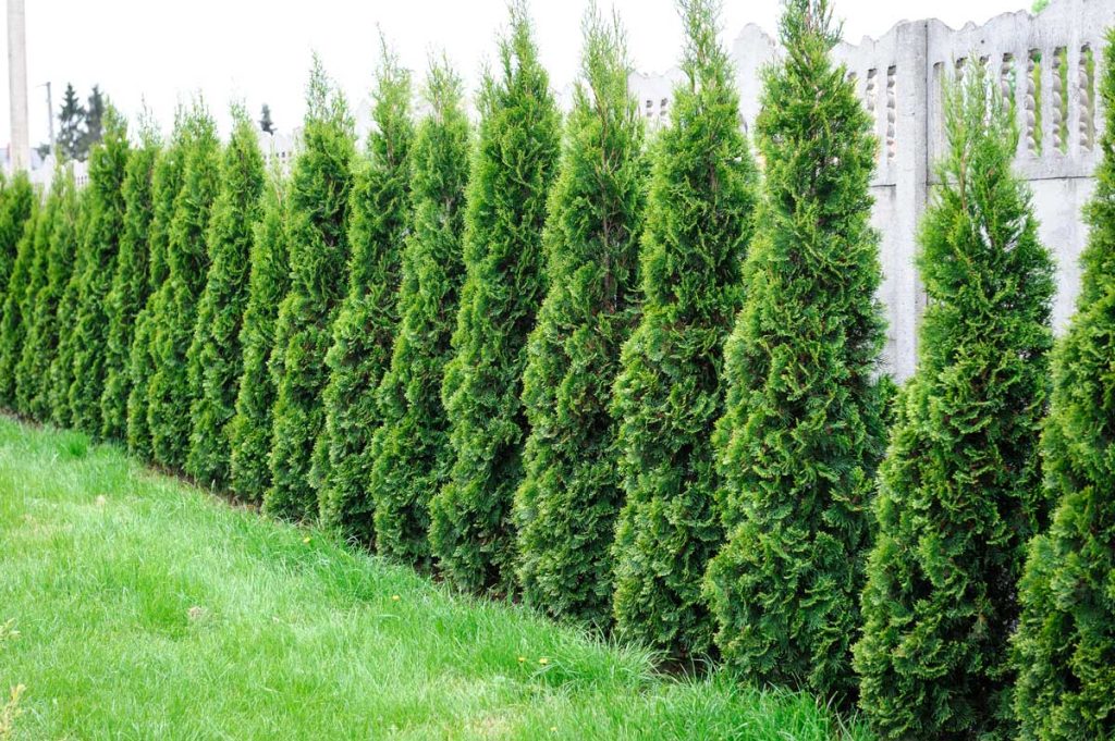 When should you be pruning arborvitae? Find out the best time for great results.