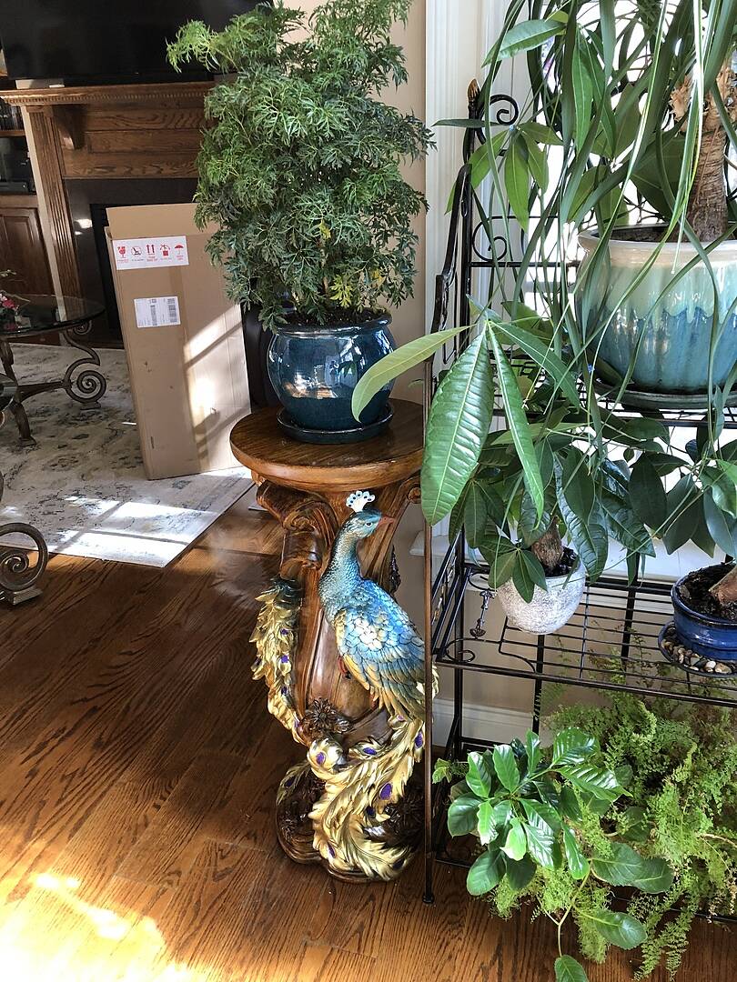 What makes a peacock plant stand a good buy? (Find out why it is a popular decor choice!)