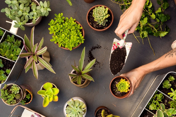 Do you water succulents after repotting? Follow this easy guide to ensure they settle in well.
