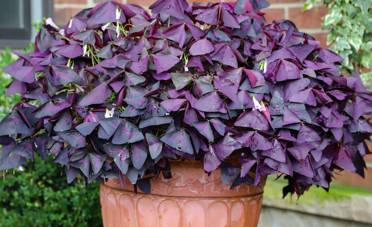 How to Care for a Purple Shamrock Plant (Unlock the Secrets to Long-Lasting Beauty and Easy Maintenance)