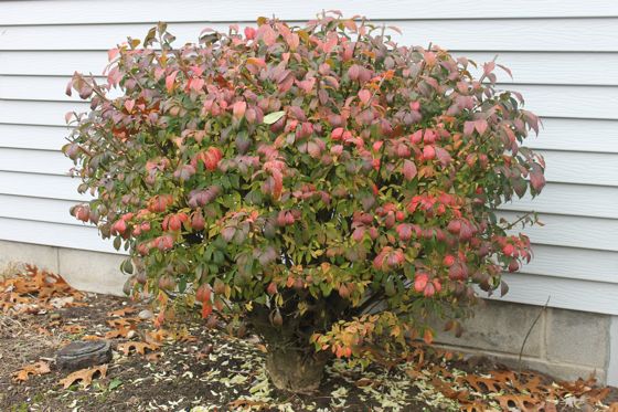 How to Prune Burning Bush Shrub: A Simple Guide