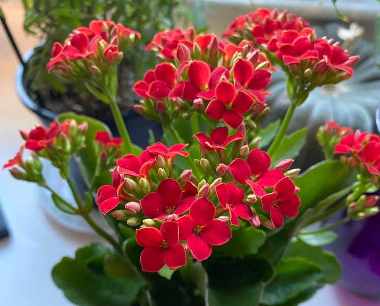 When is the best time for pruning kalanchoe plants? (Get your timing right for more blooms)