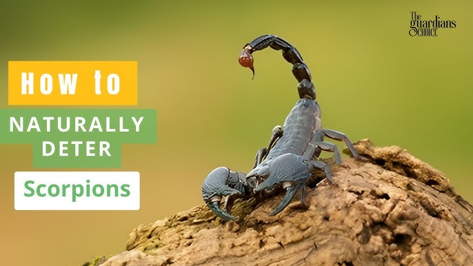 Using Scorpion Pesticide Yourself? Follow These Easy Steps for a Scorpion-Free Zone!