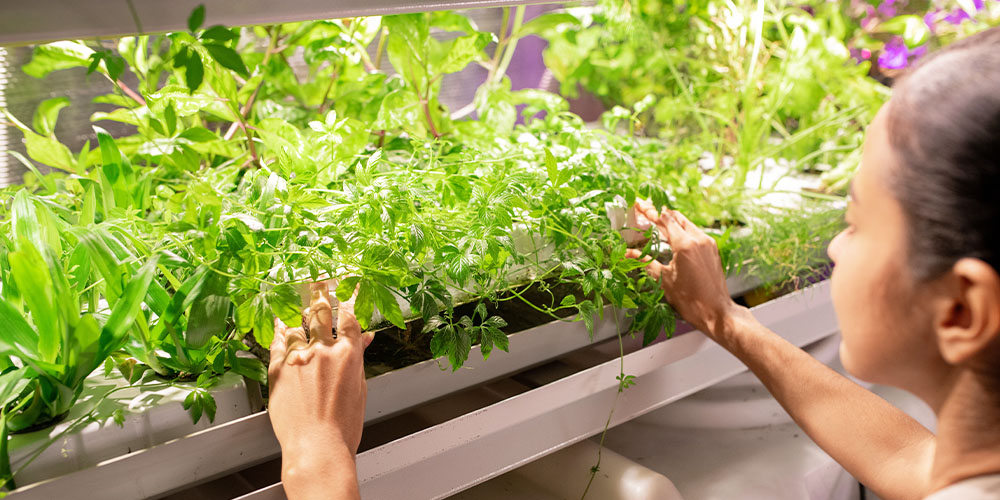 Setting up grow light stands for indoor plants? Simple guide to make your indoor garden shine bright.