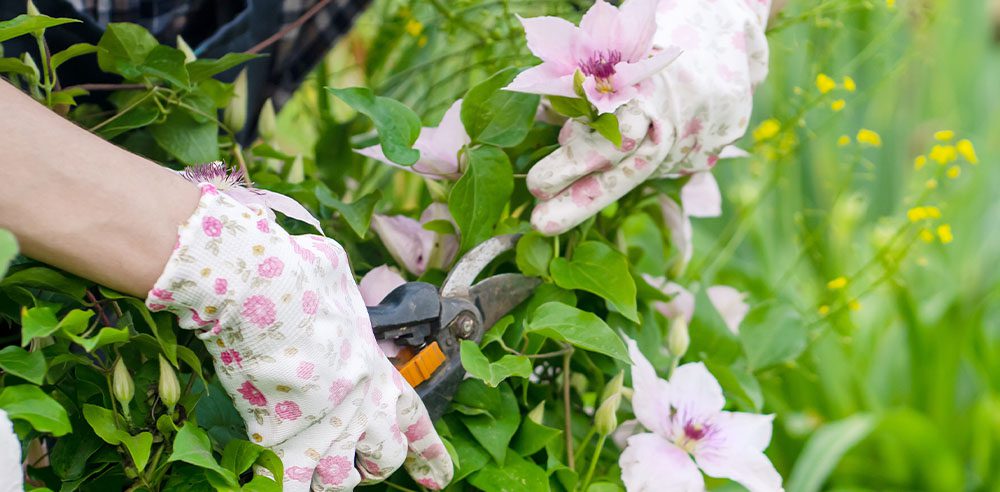 Simple guide to pruning type 3 clematis (get beautiful blooms this year).
