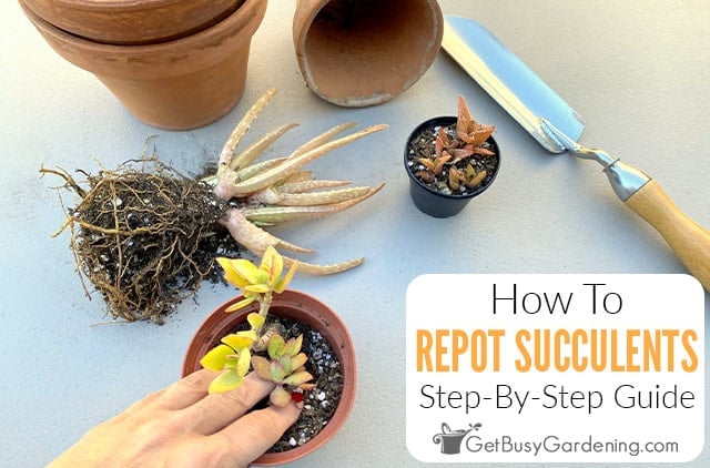 Do you water succulents after repotting? Follow this easy guide to ensure they settle in well.