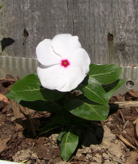 When is the best time for pruning vinca plants? (Get more blooms next season!)