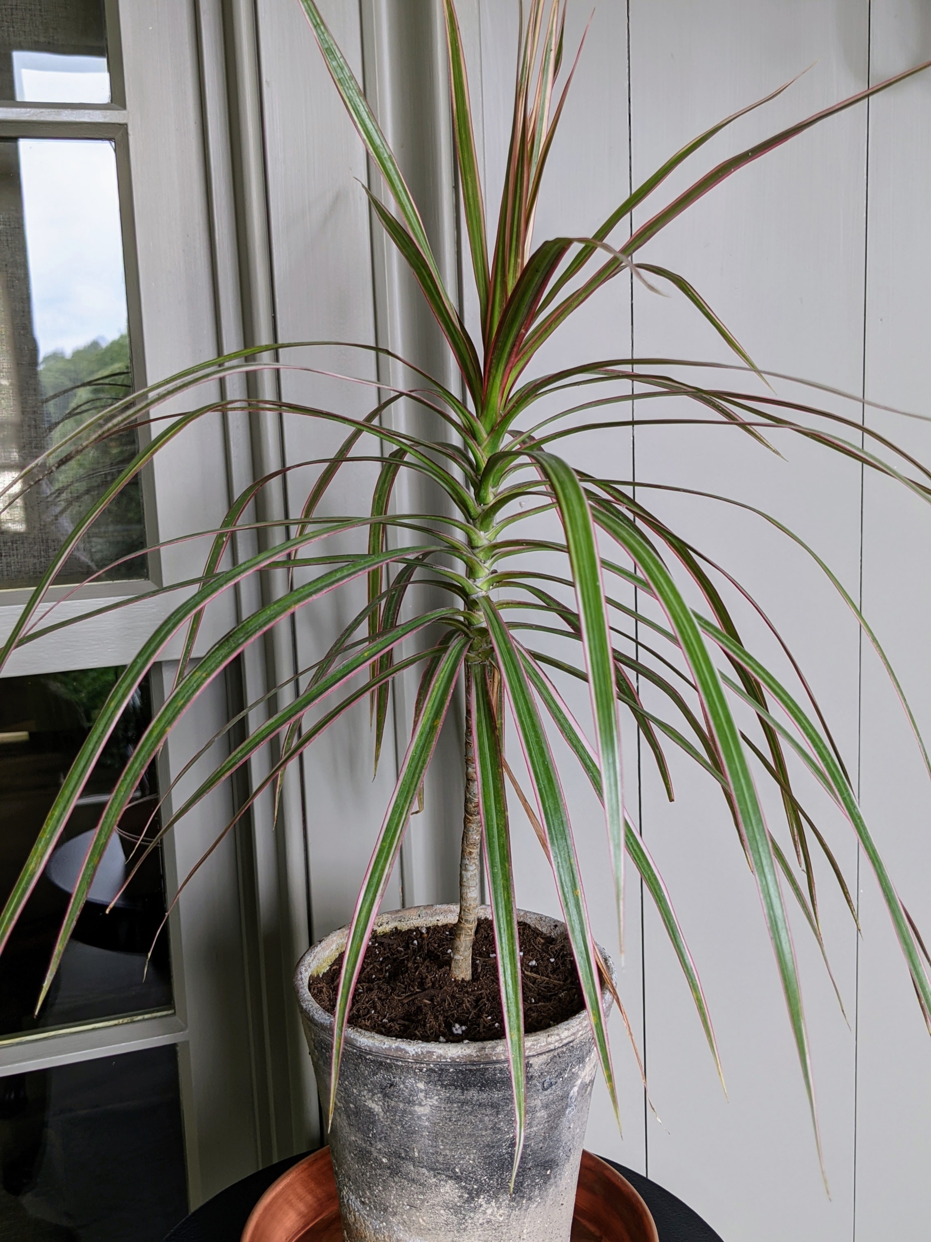 Time for how to repot a dracaena plant? We show you the best way for a really healthy plant.