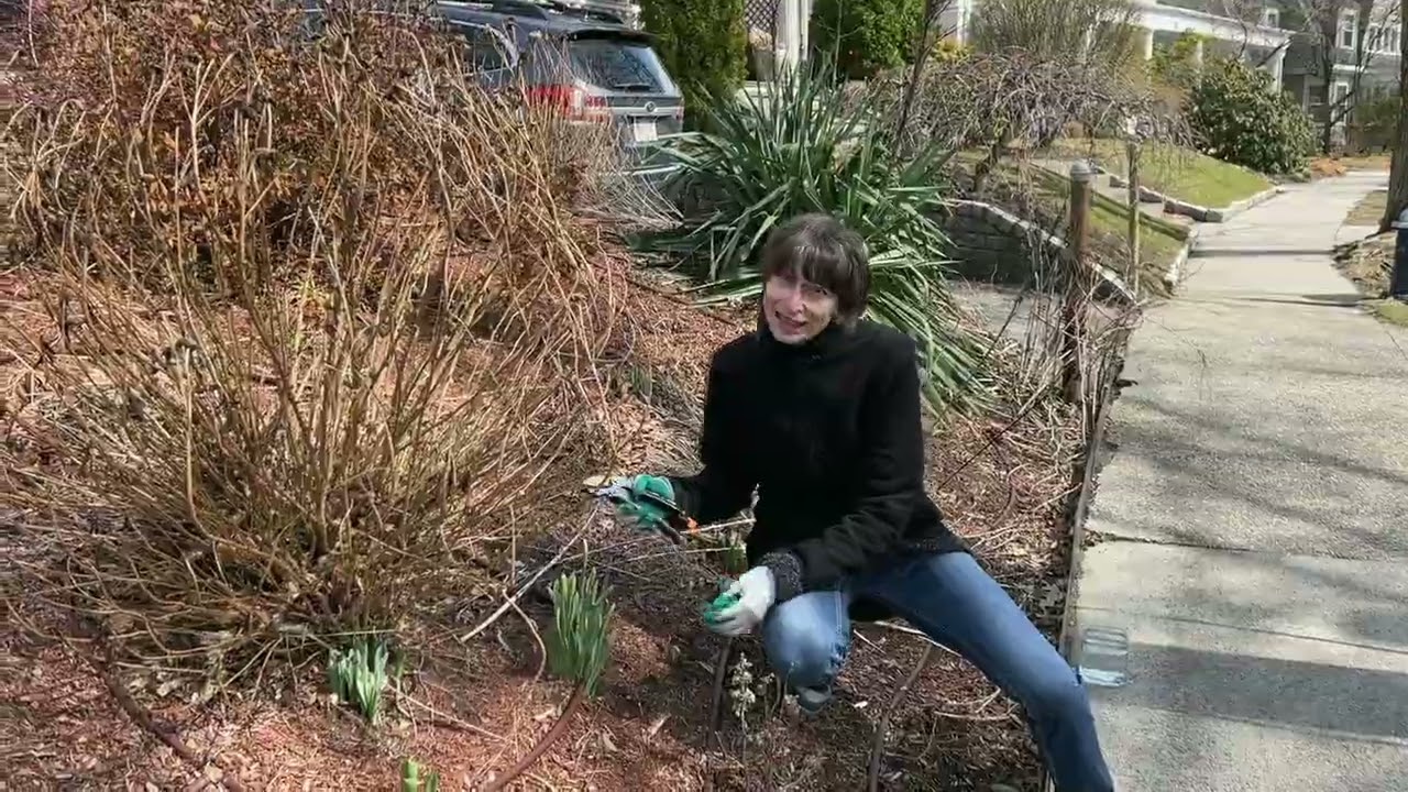 How to handle Montauk daisies pruning winter? Follow these simple steps for healthy plants next season.