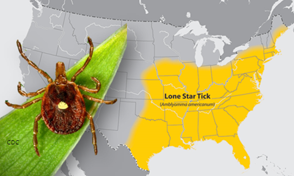 Can you get Lyme from ticks in South Carolina? Understand the actual facts before going outdoors.