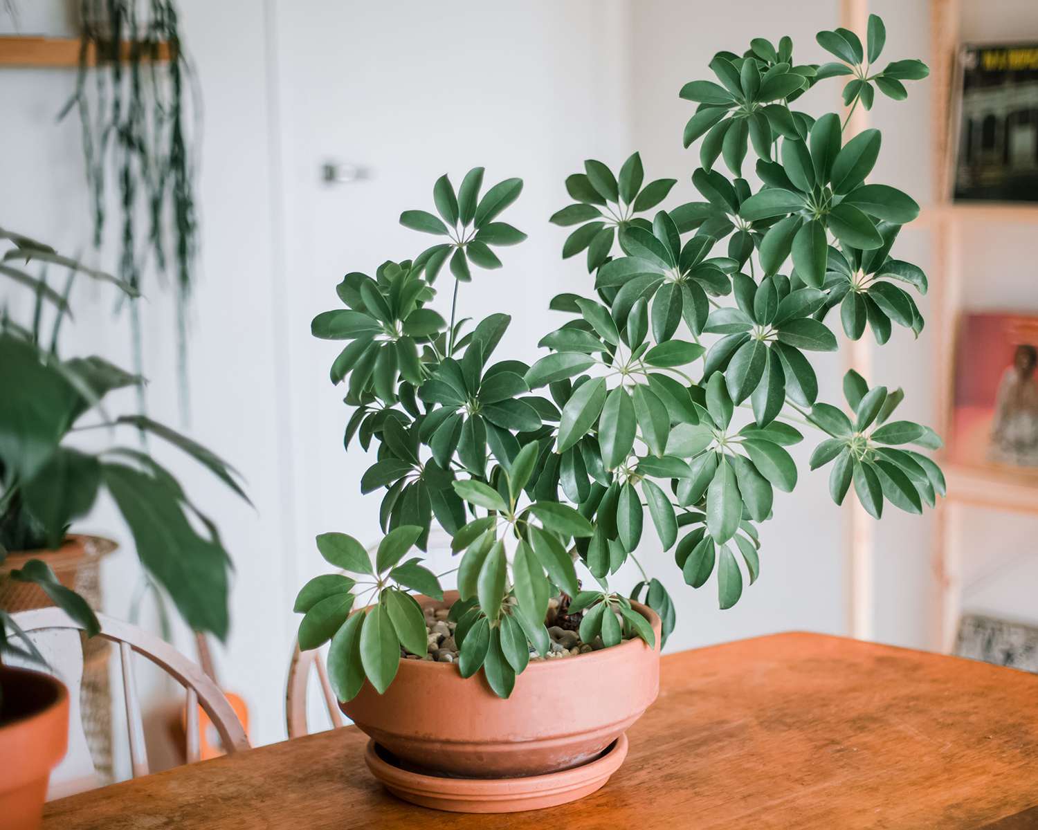 Need advice on how to care for an umbrella plant? Follow these simple steps to keep it thriving.