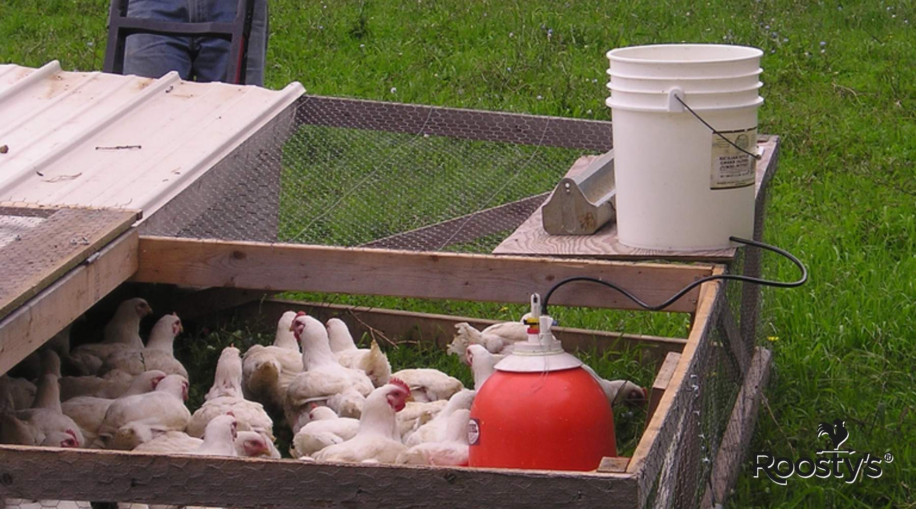 Best chicken waterer system: How do you pick one? (Tips for clean water and happy chickens)