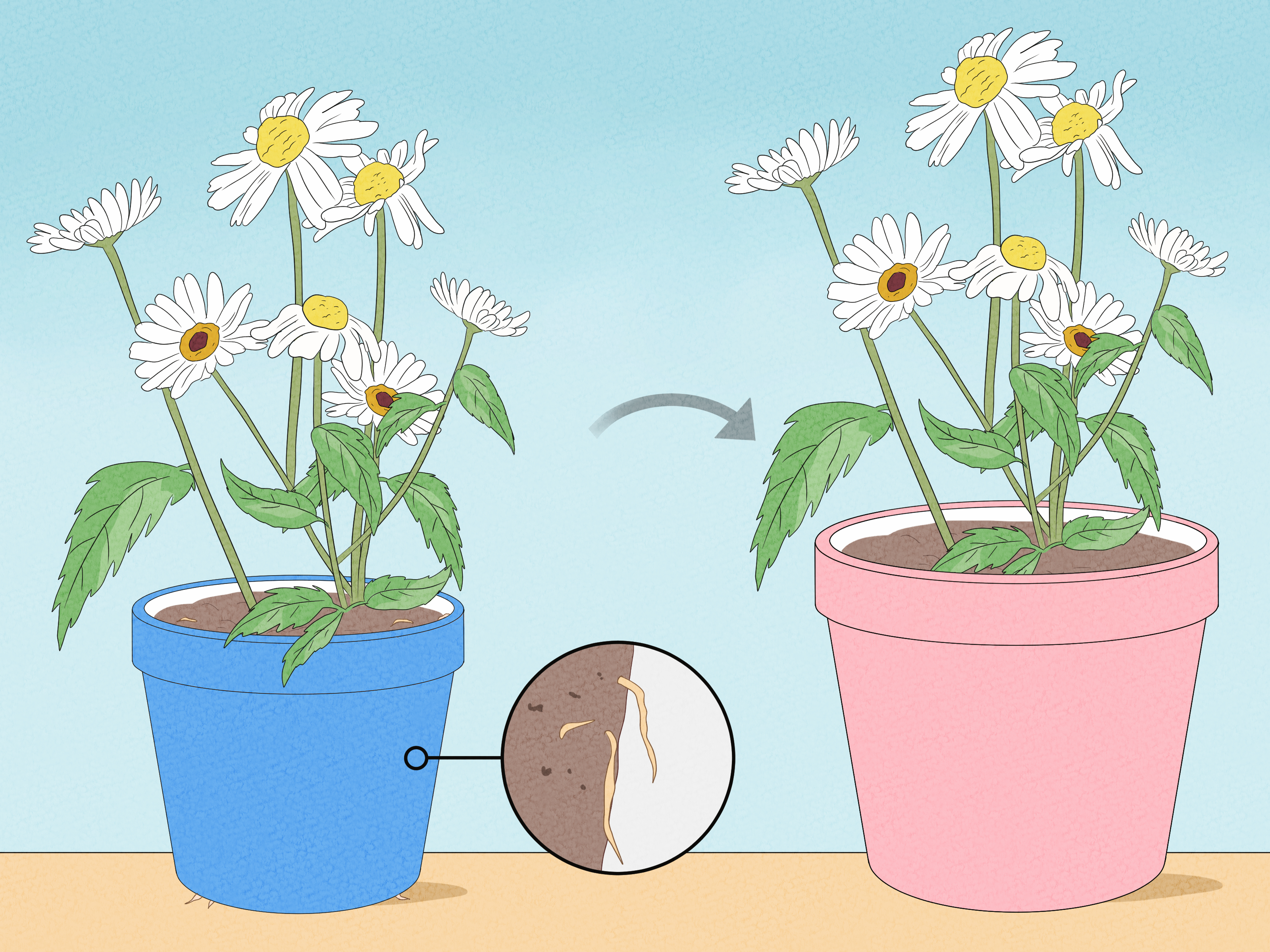 How to do pruning african daisies? (Follow these simple steps for blooms)