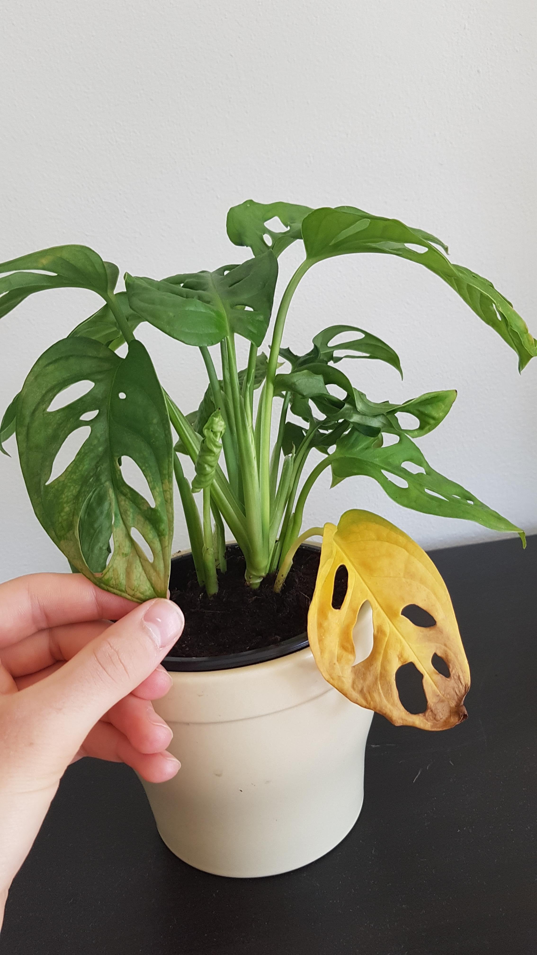 Bad swiss cheese plant lighting making leaves yellow? Fix your plants light problems with these easy steps now.