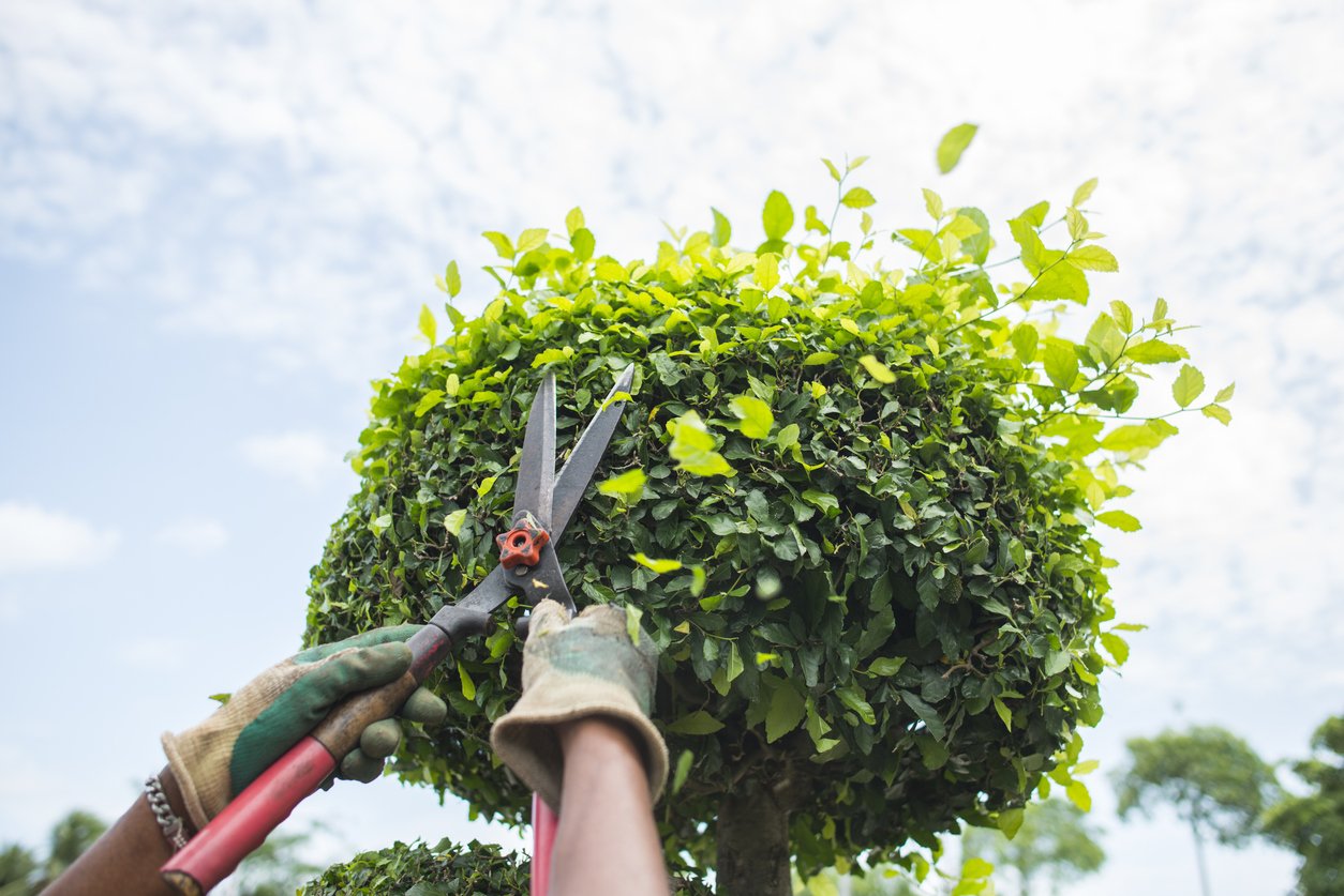 Why is pruning birch trees so important? Learn how it helps your trees grow strong and look good.