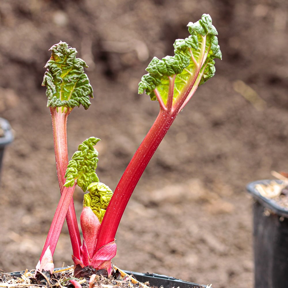 When is the best time for pruning rhubarb plants? (Get bigger stalks with this simple timing trick)