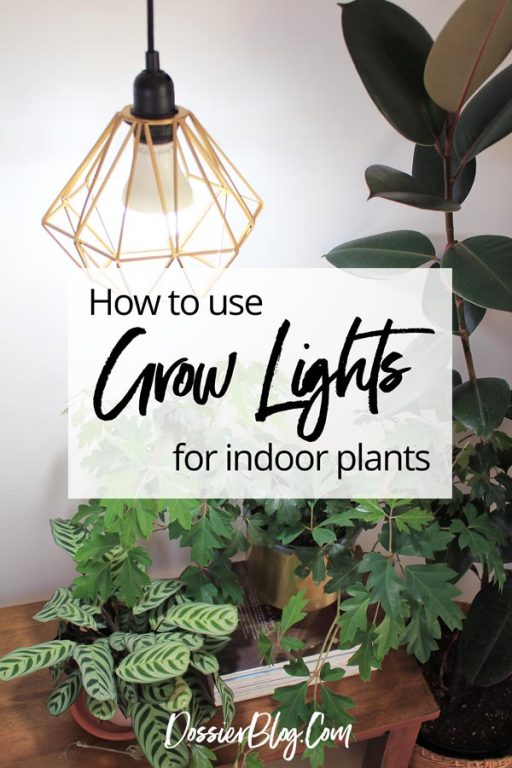 Whats the best grow light for rubber plant? (Find simple choices for a happy, healthy plant).