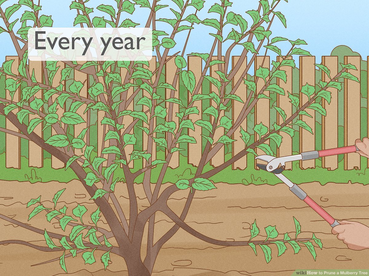 Mulberry tree pruning for fruit production: A how-to guide.