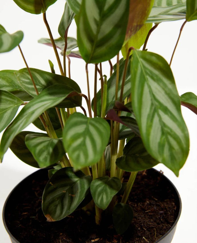Common care of prayer plant problems solved (Fix yellow leaves and brown tips easily now)