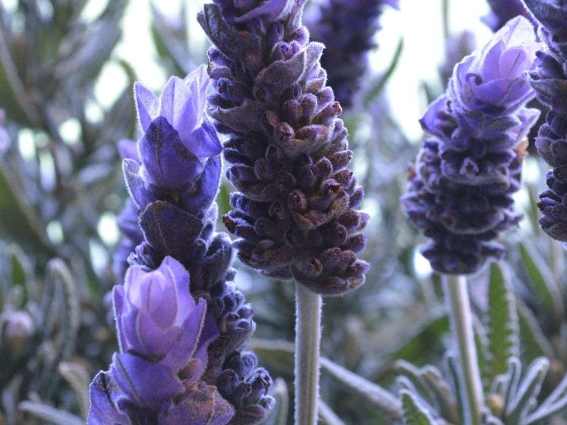 When to give fertilizer lavender plants crave? Timing tips for the most stunning floral display.