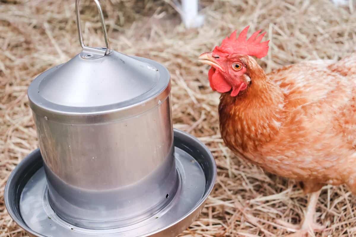 Best chicken waterer system: How do you pick one? (Tips for clean water and happy chickens)