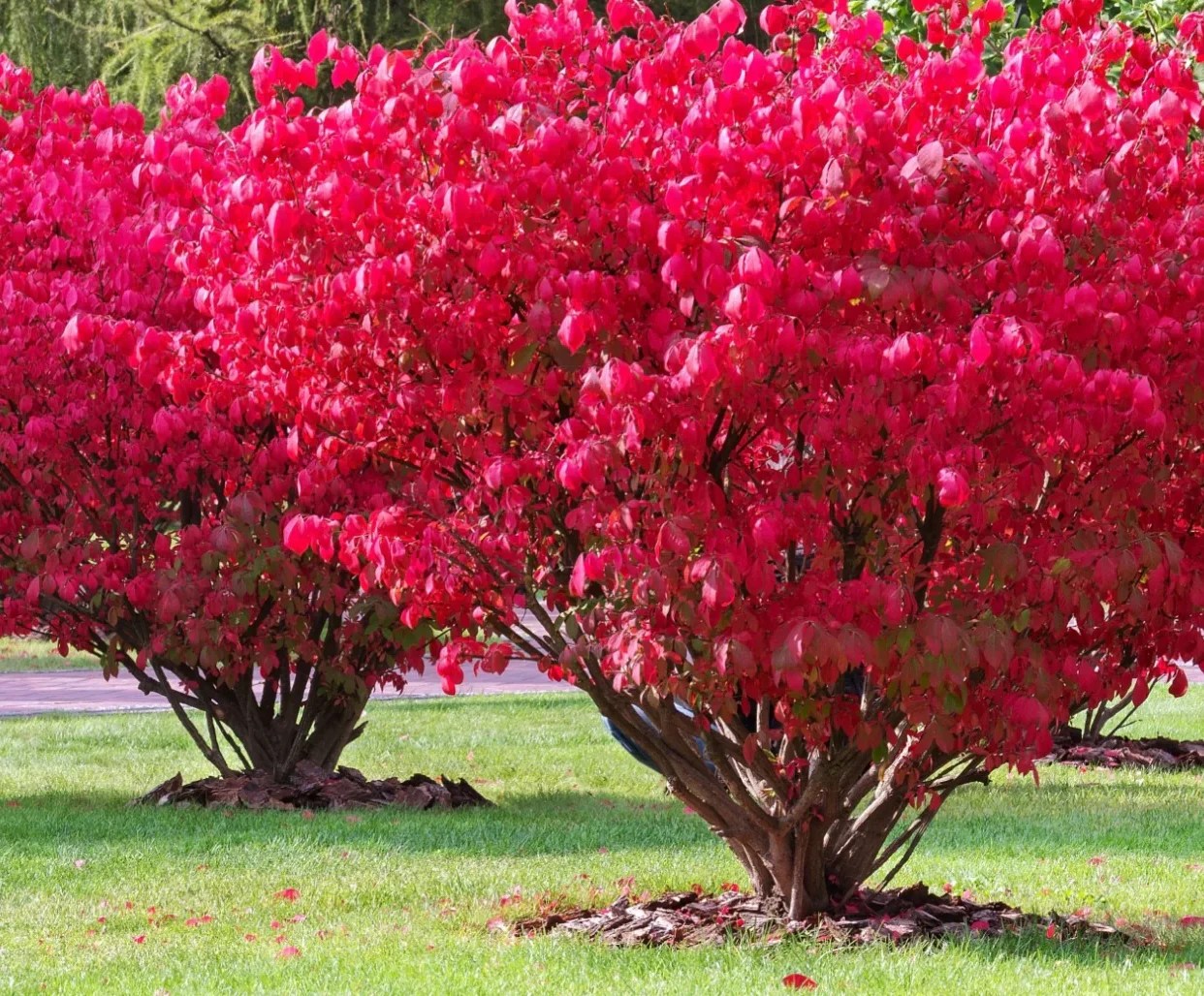 How to Prune Burning Bush Shrub: A Simple Guide