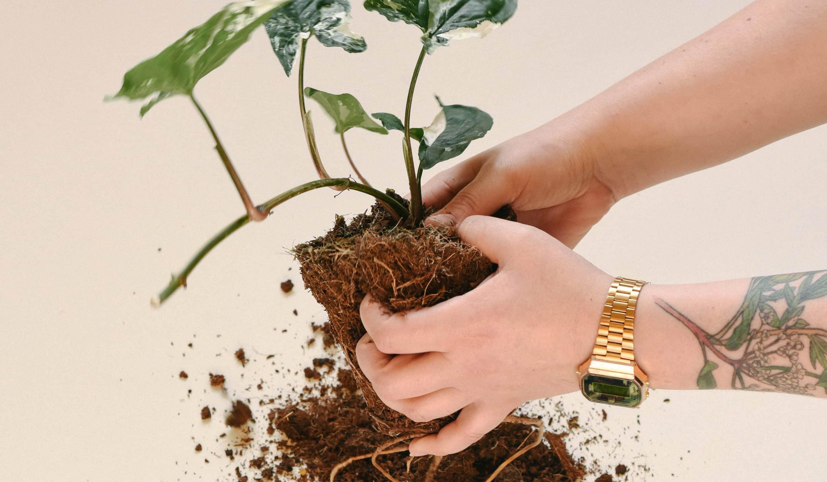 How exactly does a repotting service near me operate? Understand the process and see the benefits for your plants now.