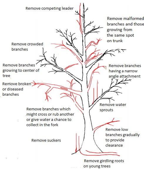 Whats the best way for garden pruning? An illustrated guide to pruning helps your plants grow strong.