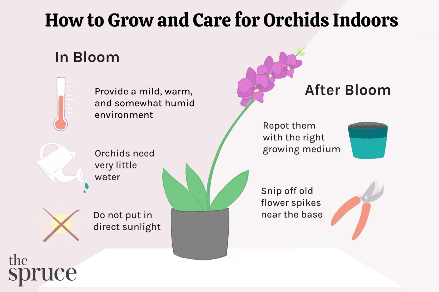 Easy Guide: Repotting Orchids in Bloom at Home Today