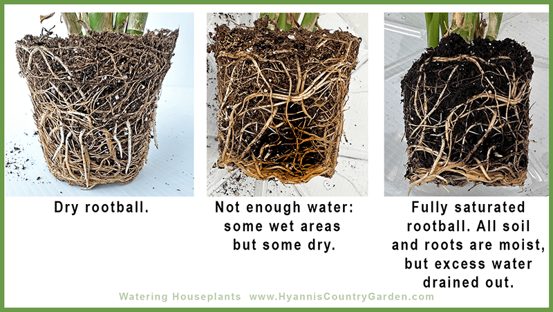 Soil vs No Soil: Whats Best for Your Water Plants at Home?