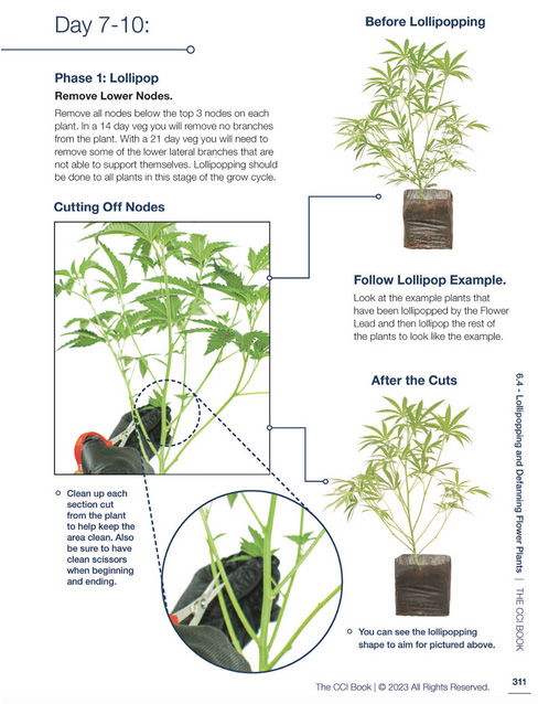 What are the best tips for pruning during flowering cannabis? Learn from experts for bigger buds.