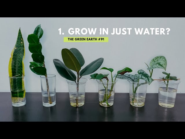 Soil vs No Soil: Whats Best for Your Water Plants at Home?
