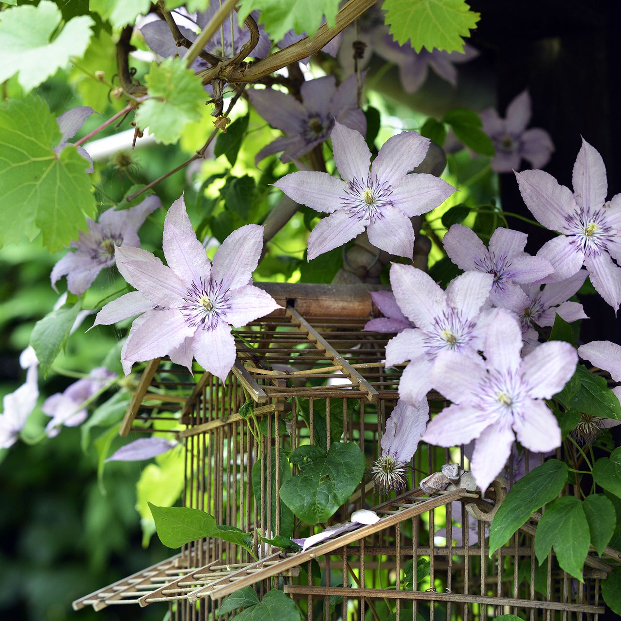 When should you prune for clematis care fall? (Timing your cuts right ensures more blooms next year)
