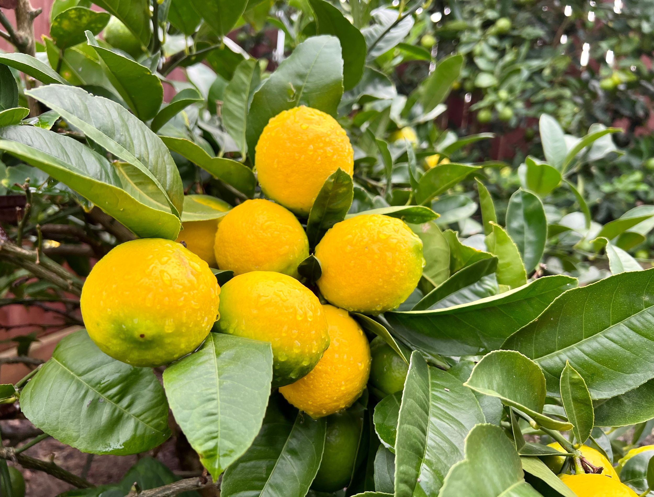 Figuring out when to fertilize a meyer lemon tree: Our top tips for a healthy citrus.