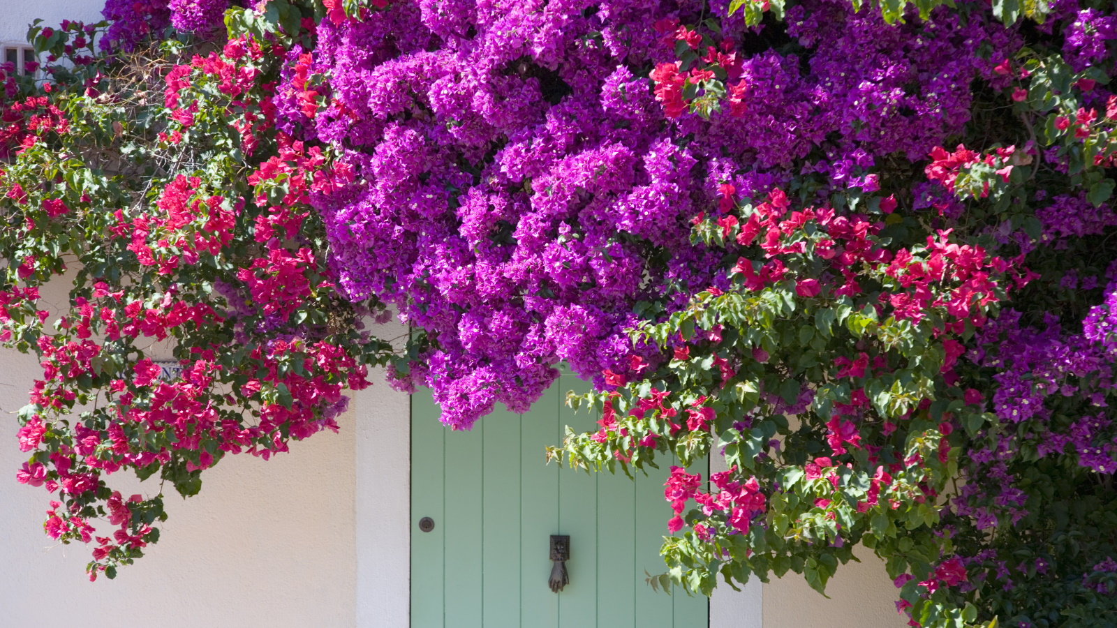Top reasons for bougainvillea not flowering? We asked expert gardeners for their best blooming tips.