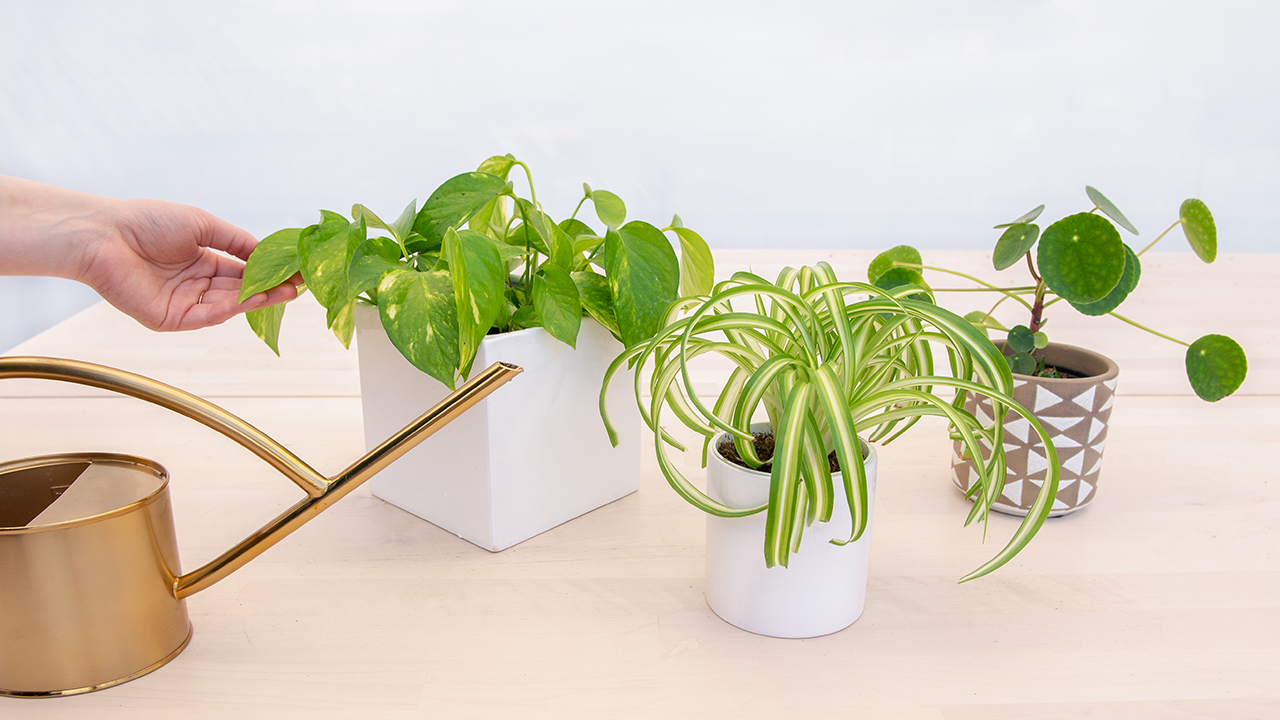 How to use your new vase watering can? Easy and simple steps for watering your happy plants.