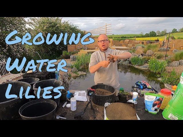 What are the best tips for repotting water lilies? Discover secrets for the right soil and pots here.