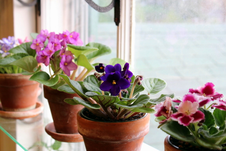 Need help with miniature african violets care? Avoid common mistakes for healthy blooming tiny plants.