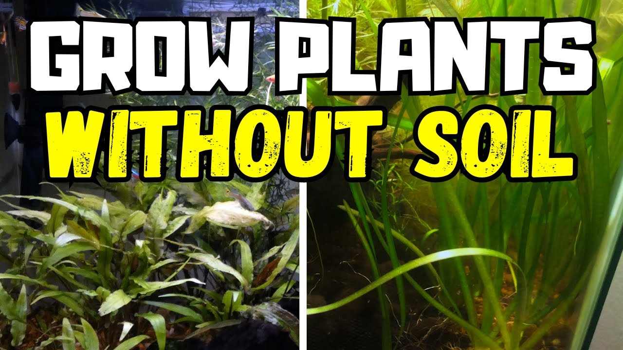 Do aquatic plants need soil, or are there simple alternatives? Discover how to keep them happy easily!