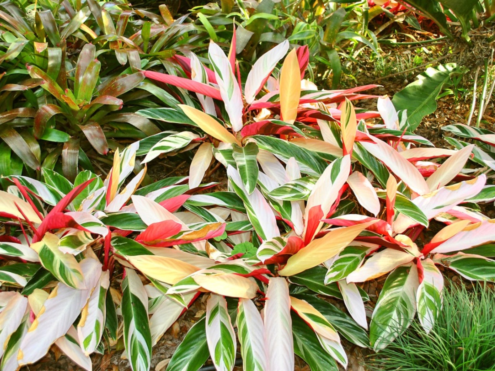 Why is stromanthe triostar soil important? Get the right foundation for stunning plant growth.