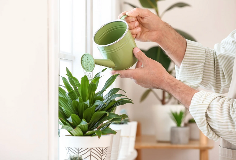 What is so special about a designer watering can? It adds style and makes your plant care easy.